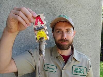 Reading rodent trapping